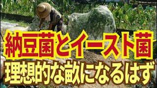 納豆菌とイースト菌で土壌改良。地中30㎝までは納豆菌爆増の耕作層、硬盤層はイースト菌の気泡で団粒化の理想的な畝ができる。8/23