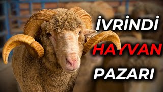 KALİTENİN ADRESİ BU PAZAR | MEŞHUR İVRİNDİ KOÇLARI