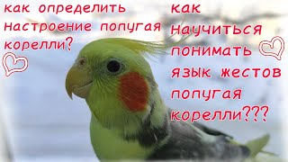 как научиться понимать язык жестов попугая корелли???Как определить настроение попугая