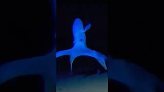 This Octopus looks like an Alien