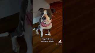 our pets ✨problems✨ #pets #dog #cat #pitbull #tiktok #shorts #cute #viral #funny