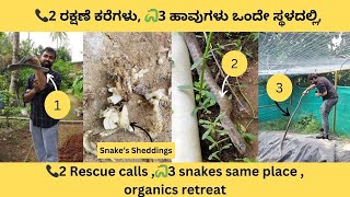 Rescued 3 snakes from the fish pond #snake #ratsnake #snakebite #viralvideo #trending #snakerescue