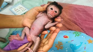 newborn baby Monkey get milk every 2 hours..