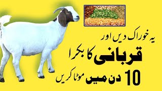 Bakra Mota karne Ka Trika