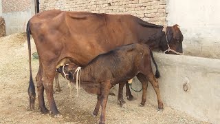 Friesian cross cow and her babies,