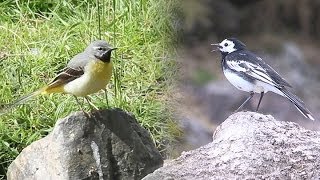 Grey and Pied Wagtails at Carding Mill Valley, Church Stretton