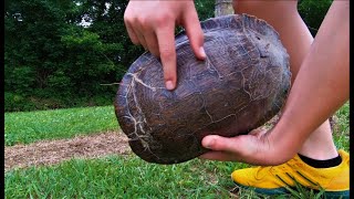 Saving "Already Run Over Once" Turtle from Being Car Crushed Again