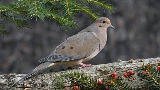 Mourning Dove coo song call sounds whistle mix for 1 hour