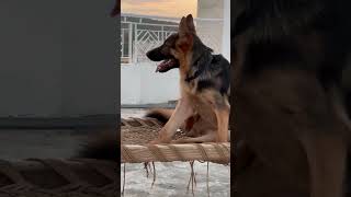 German shaperd💓 #pets #animals #dogs #viralvideo #trending #shortvideo #explore #trendingvideo #dog