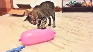 cute cat playing ❤️