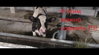 Кормление бычков .Бизнес на селе .Feeding the bulls .Business in the countryside .