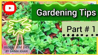 Global Gardening Tips - Maintain Your Garden - Plantation Tips and Tricks | Food Secrets by Saima