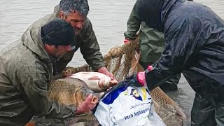 Fishing in the wetlands of northern Iran: a complete fishing guide