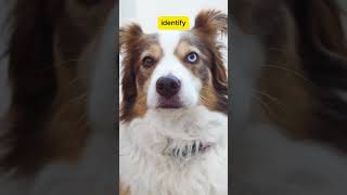 How Dogs Are Detecting Cancer Before Doctors Can! 🐕 #facts #shorts