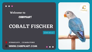 COBALT FISCHER || AFRICAN LOVE BIRDS || LOVE BIRDS || SEMI ADULT || CHIRPKART || COIMBATORE