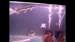 Handfeeding Alligator Gars