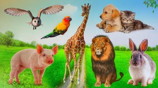 Cute Little Farm Animal Sounds - Lion, Kitten, Rabbit, Pig - Music For Relax