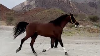 Freedom lover ❤️| Horse Running | Suhaila Lakes 🏔️