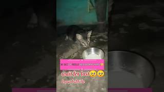 Kuch to bata Zindagi🥺| Viral Cat  Video || sad song and billi ki story || #Cat #trending #shorts #yt