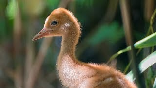 Cucciolo di Gru - Oasi Sant'Alessio