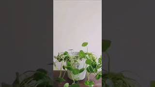 Stephania erecta Grow|| So satisfying|| Plant slomo || watering erecta#plants #nature #flowers #plan