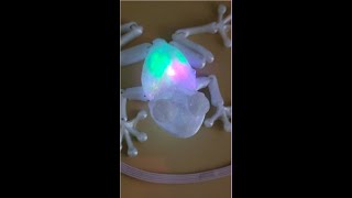 3d printed frog with embedded wireless LED #coloring #display #electronics