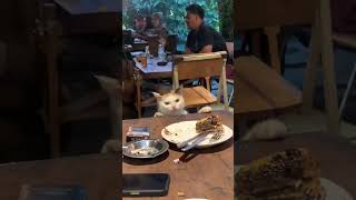 si gembul ikutan mukbang #shorts #comedy #kucing