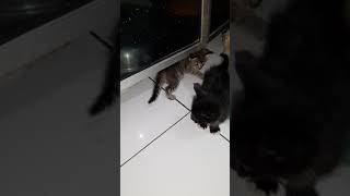 Milyy Dan Ireng Sedang Bermain - Video Anak Kucing