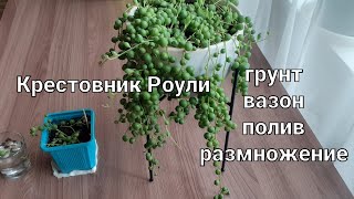 Мой уход за крестовником Роули🌱от А до Я🌿🌿🌿