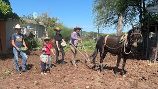 SEMBRANDO MAÍZ CON ARADO AL ESTILO LOS RANCHERITOS DE SINALOA