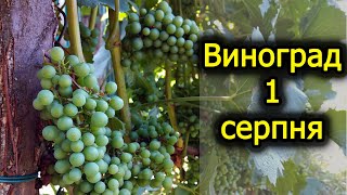 Посуха лютує. Грона пробують наливатися. Буйволовидна цикадка в гостях. Виноград 2021