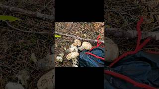 Matsutake in the wild (fresh) #shortvideo #pnw #oregon #outdoors #reels #vlog #shorts #mushroom #1k