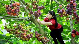 How to Harvest Roxburgh Fig, Goes To The Market Sell - Harvesting and Cooking | Tieu Vy Daily Life