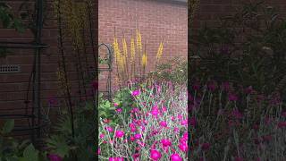 Roses, Rose Campions and the Leopard Plants are looking their best now