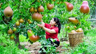 How to Harvest Pyrus Granulosa, goes To Market Sell - Harvesting and Cooking |Tieu Vy Daily Life