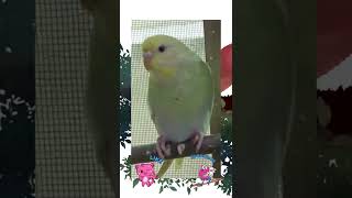 Budgie saying good morning 🌅♥️ #youtubeshorts #shorts