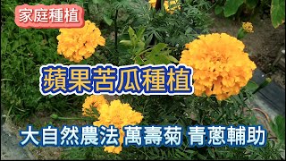 [家庭種植]10_1 蘋果苦瓜種植 萬壽菊+青蔥輔助/大自然農法應用