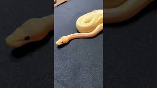 Banana Champagne possible Mystic ball python