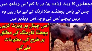 Bachro ka rate kum hua ha ya zeyada || bachra farming ky mutalik harr tra ke malumaat mily ge