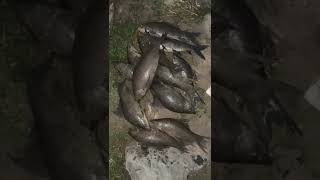 Fishing in River😱دریاے چناب شہبازپور کا شکار🐟Kalbans fish🐟 single hook fishing #fishing#river#shorts