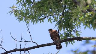 Merlin Juvenile Consuming Prey, Mississauga, 07/24/20