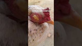 GALINHA CEGA. 😥😭. Vou fazer o possível para salva-la #roça #galinha #aves #shorts #short #shortvideo