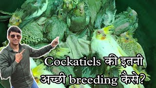 This Guy is Getting 50 Cockatiel Babies in Off Season! How? || All About Pets (Hindi)