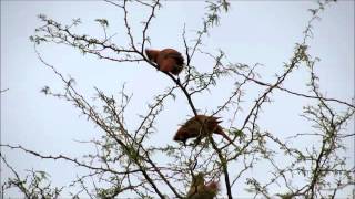 Brown Cacholote (Pseudoseisura lophotes). Uruguay Dec 2014