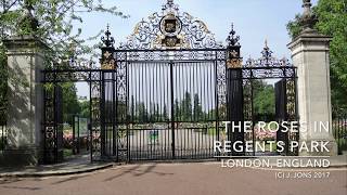 The Roses in Regent’s Park, London, England