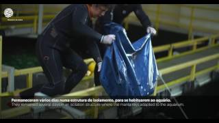 Cardume de mantas no Oceanário de Lisboa