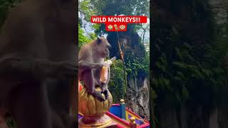 Wild monkeys at Batu Caves!!! #shorts #trending #malaysia #batucaves #kualalumpur #monkey #nature