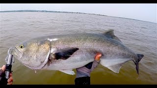 Tackle Busting Gator Bluefish