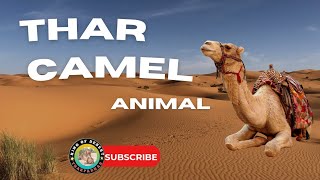 Camel best video in desert أفضل فيديو الجمل في الصحراء |  Three Crazy Camels! |  Camel loading