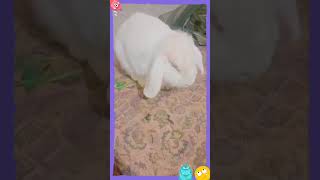 little movements #pet #youtubeshorts #bunny #rabbit